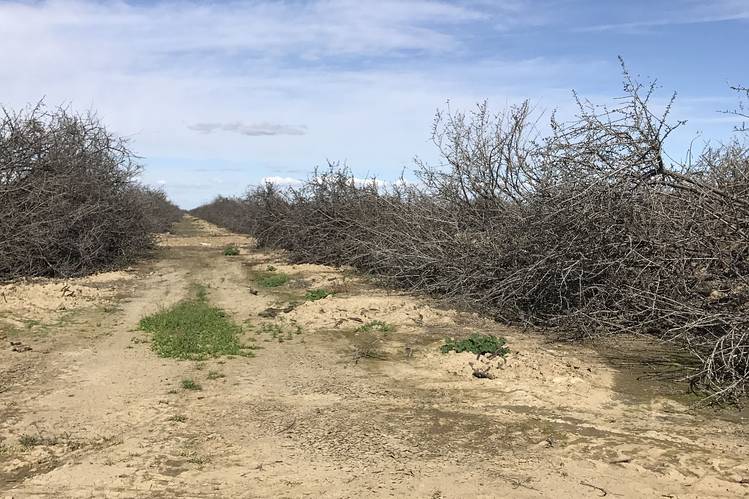 Dead almond trees awaiting mulching this week at the author’s farm.